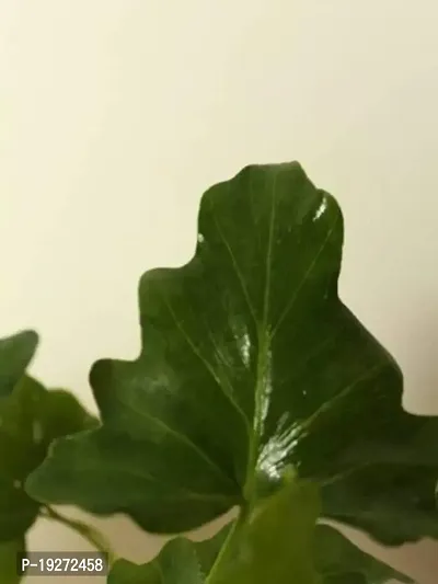 The Plant Store | Xanadu Live Plant | Xanadu Philodendron | Indoor Foliage Plant-thumb2