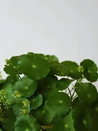 The Plant Store | Brahmi | Indian Pennywort | Centella asiatica | Balcony Plant-thumb2