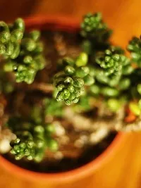 The Plant Store | Bonsai Sedum | Sedum furfuraceum | Succulent-thumb1