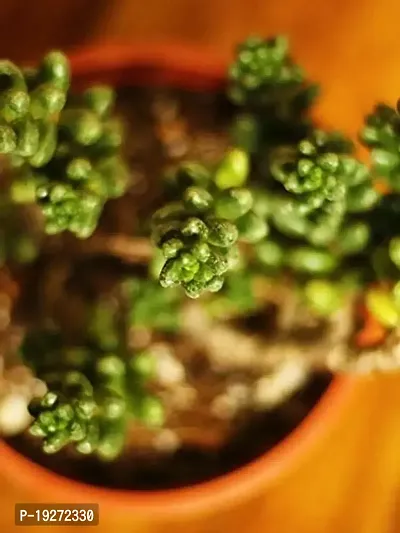 The Plant Store | Bonsai Sedum | Sedum furfuraceum | Succulent-thumb2