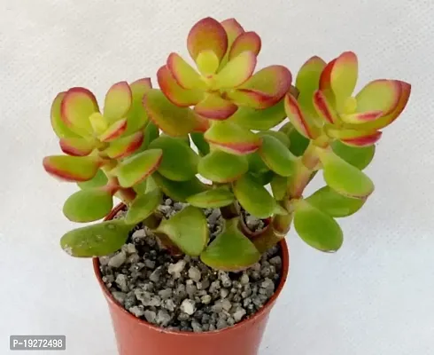 Go4plants Crassula Ovata Jade Plant with Pot pack of 1