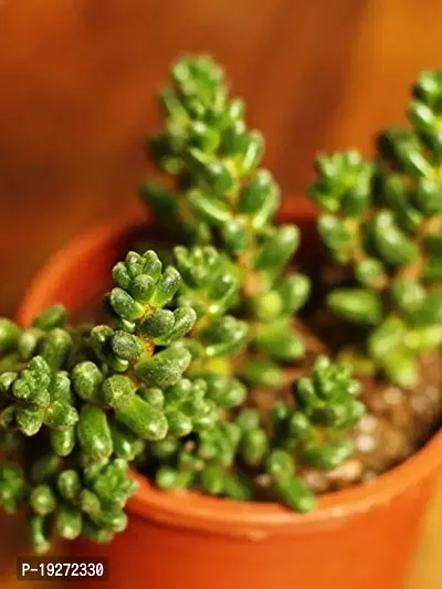 The Plant Store | Bonsai Sedum | Sedum furfuraceum | Succulent