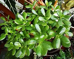 Bhajanlal Greenery Indoor Crassula Good Luck Button Jade Plant with 4 Inch Plastic Pot (Lucky Plant Air Purifier)-thumb2