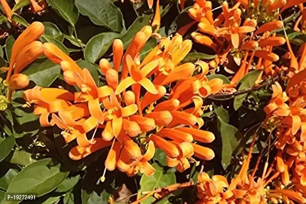 Begonia Venusta creeper Pyrostegia venusta orange trumpetvine from green valley-thumb0