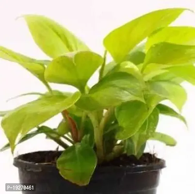 Plantsworld Philondendron Golden Live Plant