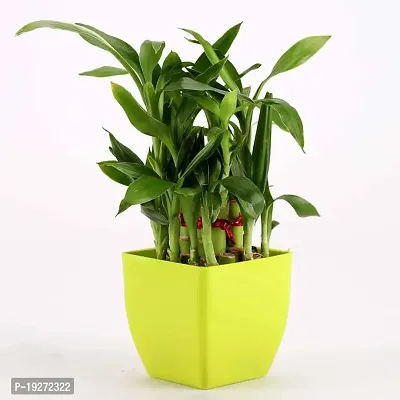 Leaf Gardening Two Layer Lucky Bamboo Plant with 4 inch Plastic Pot