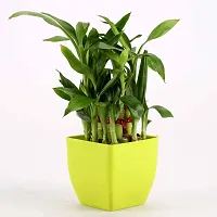 Leaf Gardening Two Layer Lucky Bamboo Plant with 4 inch Plastic Pot-thumb1