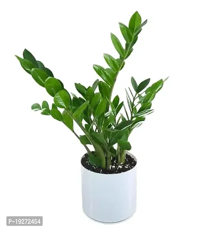 PlantaZee Go4plants ZZ Plant, Zamia Air Purifer Plant With Plastic Pot (Zamioculcas Zamiifolia)