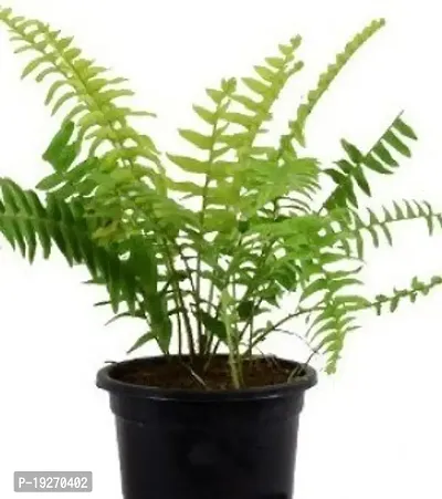 Plantsworld Fern Green - Fern Small Live Plant