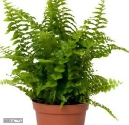 Plantsworld Fishtail Fern - Fern Big Live Plant