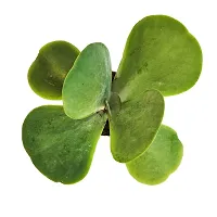 Plantshive Flapjack Paddle Plant (Kalanchoe thyrsiflora) succulent plant in 4?pot, Large, Black (PH1157)-thumb1