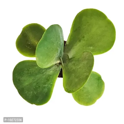 Plantshive Flapjack Paddle Plant (Kalanchoe thyrsiflora) succulent plant in 4?pot, Large, Black (PH1157)-thumb2