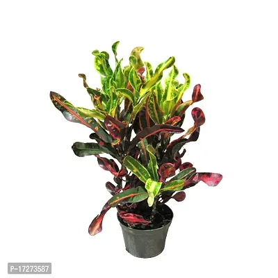 PMK E Store Mammy Croton live house indoor plant