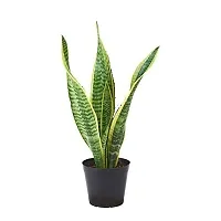 PMK E Store Snake Plant (Pot Included) Air Purifier-thumb1