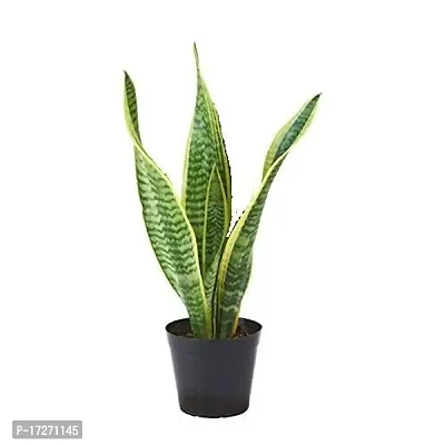 PMK E Store Snake Plant (Pot Included) Air Purifier-thumb2