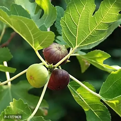 PMK E Store Live Anjeer /Anjeer hybrid fruit live plant Common fig - Plant||anjeer live plant grafted|| Ficus Tasty Fruit Plant |Anjeer hybrid fruit live plant Common fig - Plant-thumb0