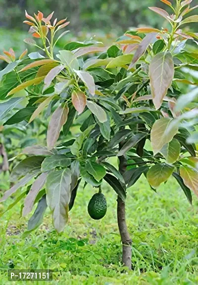 PMK E Store Rare Dwarf Avocado Plant 1 Healthy Live Plant-thumb0