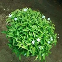 PMK E STORE chinese Crape Jasmine Flower Plant  Rare Grafted White Indonesian Jasmine Healthy Live Plant(Pack of 2)-thumb1