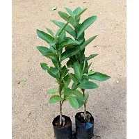 PMK E Store Rare Live Gauva Rare Apple Guava (Red Flesh - Shape) 1 Live Berry Outdoor Garden Plant(1 Healthy Live Plant)-thumb1