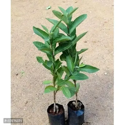 PMK E Store Rare Live Gauva Rare Apple Guava (Red Flesh - Shape) 1 Live Berry Outdoor Garden Plant(1 Healthy Live Plant)-thumb2