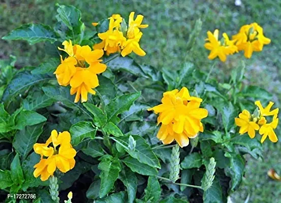 PMK E STORE Kanakambara/Aboli Live Plant Yellow colour/ Crossandra/Crossandra Infundibuliformis Firecracker Flower/Kanakambaram-thumb0