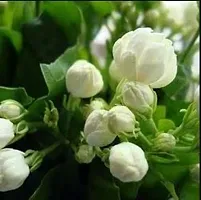 PMK E STORE Rare Grafted White Indonesian Jasmine Healthy Live Plant-thumb1