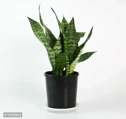 PMK E Store Snake Plant Green Dwarf Air Purifier Oxygen Supplier-thumb2