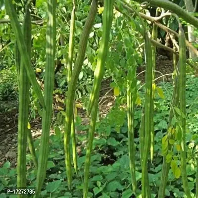 PMK E Store Live Drumstick Tree Live Plant||Moringa live plant||sahan live plant||Munakaya live plant