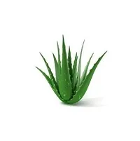 PMK E Store Aloe vera Plant-thumb1