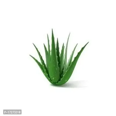 PMK E Store Aloe vera Plant-thumb2