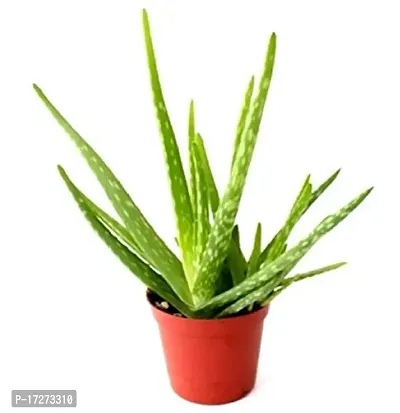 PMK E Store Aloe vera Plant-thumb0