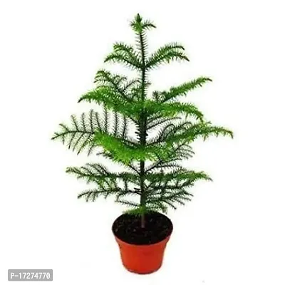 PMK E Store Christmas Tree Live Plant