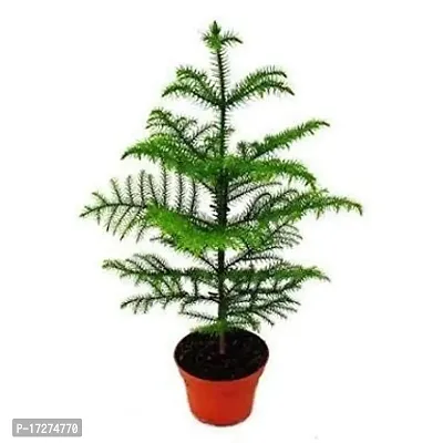 PMK E Store Christmas Tree Live Plant-thumb0