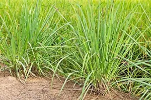 PMK E StoreHerbal Lemon Grass Live plant Without Pot||lemongrass plants live||lemongrass plants||lemongrass tree|| Lemon Grasss Live Plant Large-thumb1