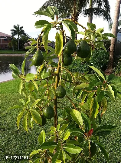 PMK E Store Rare Dwarf Avocado Plant 1 Healthy Live Plant-thumb2