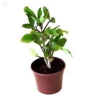 PMK E Store Kidney Stone Plant,Air Plant, Kalanchoe Pinnata, Koppat, Ranapala Live Plant with out pot-thumb1