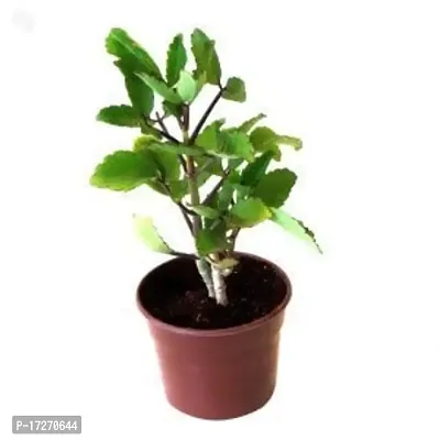 PMK E Store Kidney Stone Plant,Air Plant, Kalanchoe Pinnata, Koppat, Ranapala Live Plant with out pot-thumb2