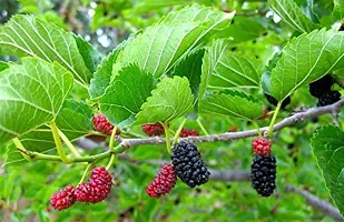 PMK E STORE Red Mulberry Live Plant Suitable For Bonsai-thumb1