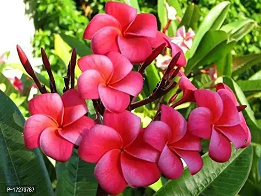 PMK E Store Red Plumeria Champa Plant (1 Healthy Flower Live Plant)