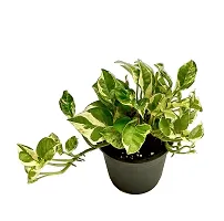 PMK E Store N Joy Money Plant (Pot included)-thumb2