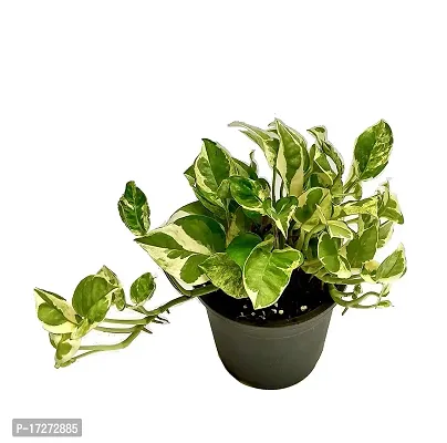 PMK E Store N Joy Money Plant (Pot included)-thumb3