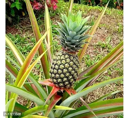 PMK E Store Pineapple Brown Live Fruit Plant