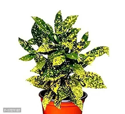 PMK E Store Croton Gold Dust Big Leaves Plant/croton plant-thumb0