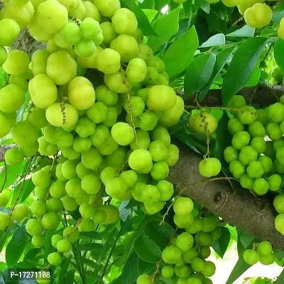 PMK E Store Amla Indian Gooseberry Phyllanthus Emblica Nelli Usiri Plant 1 Live Grafted Plant with Polly Bag (Small amla plant)-thumb0