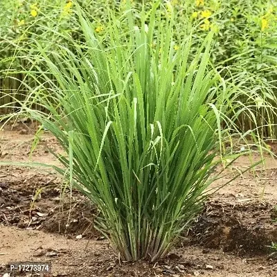 PMK E StoreHerbal Lemon Grass Live plant Without Pot||lemongrass plants live||lemongrass plants||lemongrass tree|| Lemon Grasss Live Plant Large-thumb0