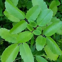 Kidney Stone Plant,Air Plant, Kalanchoe Pinnata, Koppat, Ranapala Live Plant with out pot-thumb1