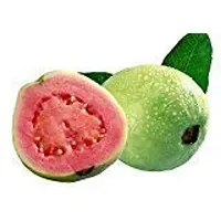 PMK E Store Rare Live Gauva Rare Apple Guava (Red Flesh - Shape) 1 Live Berry Outdoor Garden Plant(1 Healthy Live Plant)-thumb2