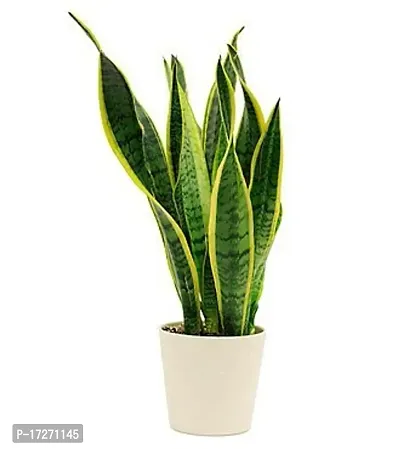 PMK E Store Snake Plant (Pot Included) Air Purifier