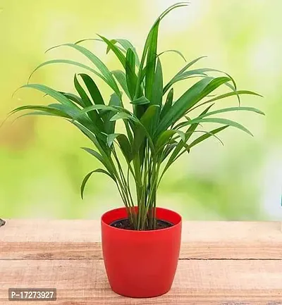 PMK E Store Mini Areca Palm Air Purifier Natural Live Plant without Pot