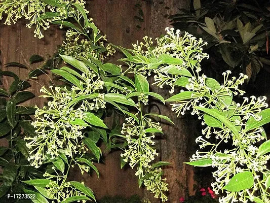 Raat Rani - Night Blooming Jasmine Live Plant||Live Hasnuhana Raat ki Raani Queen of the Night Plant-thumb0